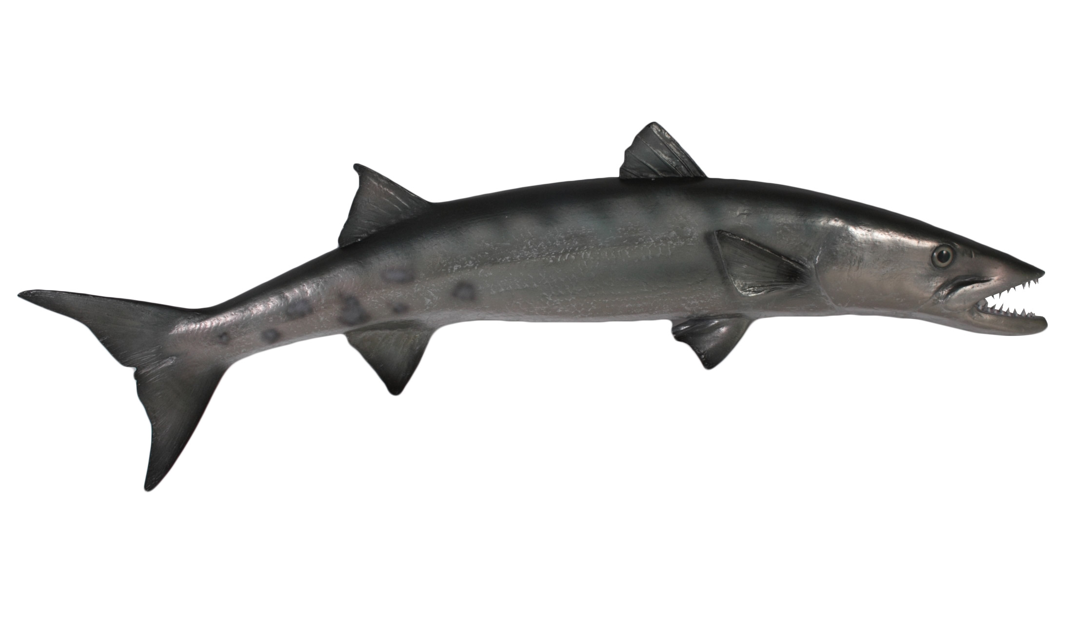 barracuda-full-mount
